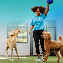 Pet Paradise Plano Premier - Photo 4 - Car repair in Plano, TX, Dallas