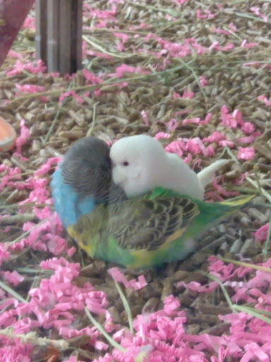 Pet Supply Store «Pet Supplies Plus», reviews and photos, 646 Long Hill Rd, Groton, CT 06340, USA