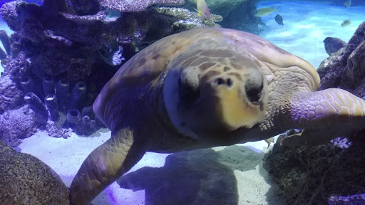 Museum «Madame Tussauds», reviews and photos, 8387 International Dr, Orlando, FL 32819, USA