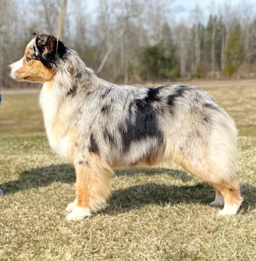 Tresrullah Kennels