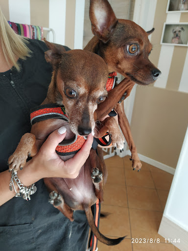 Pensioni per cani e dog hotel a Candydog