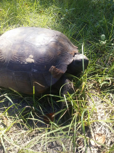 Park «Hammock Park», reviews and photos, 1945 San Mateo Dr, Dunedin, FL 34698, USA