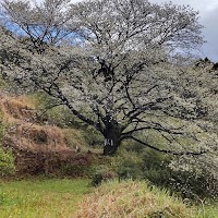 テコテン桜
