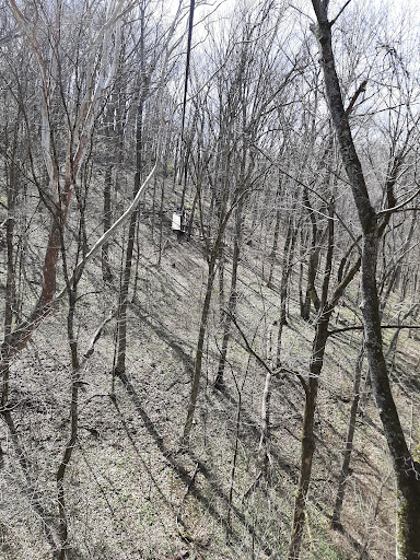 Tourist Attraction «Adventureworks Zipline Forest», reviews and photos, 4129 Whites Creek Pike, Whites Creek, TN 37189, USA