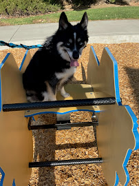 Shades Of Blu Dog Training INC CA - Photo 7 - Car repair in Chula Vista, CA, Chula Vista