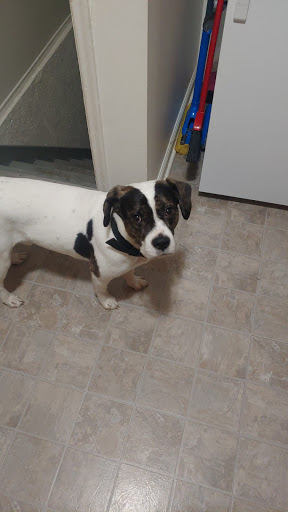 Pet Supply Store «Pet Supplies Plus», reviews and photos, 22124 Ecorse Rd, Taylor, MI 48180, USA