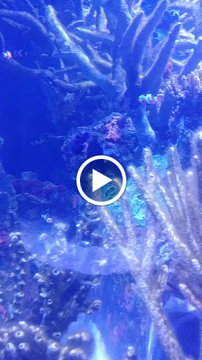 Aquarium «Wonders Of Wildlife National Museum & Aquarium», reviews and photos, 500 W Sunshine St, Springfield, MO 65807, USA