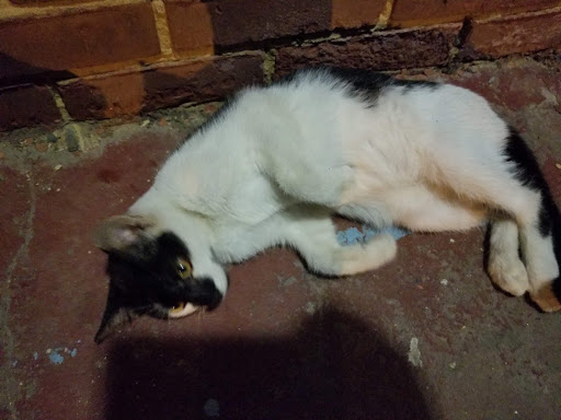 Shopping Mall «Hilltop Shopping Center», reviews and photos, 5400 Reisterstown Rd, Baltimore, MD 21215, USA