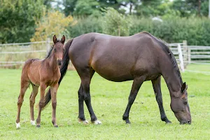 World Horse Welfare Penny Farm image