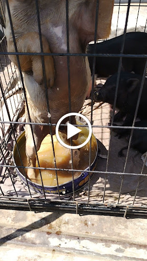 Animal Feed Store «Whittier Feed Store», reviews and photos, 12618 Penn St, Whittier, CA 90602, USA