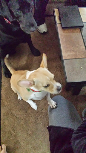 Public Golf Course «Neshaminy Valley Golf Club - OPEN to PUBLIC», reviews and photos, 440 Almshouse Rd, Richboro, PA 18954, USA