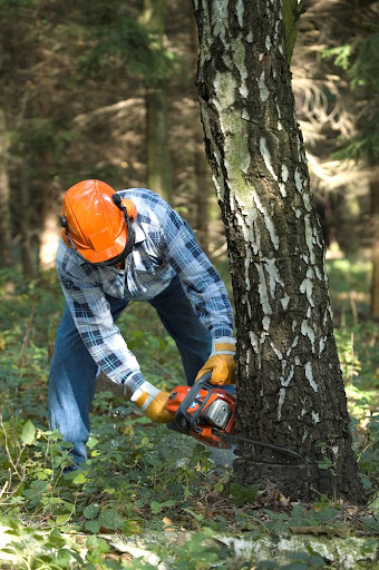 Tree Service Experts Athens