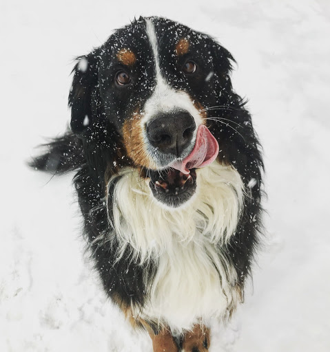 Pet Supply Store «Willow Farm Pet Services», reviews and photos, 21 VT-106, North Springfield, VT 05150, USA