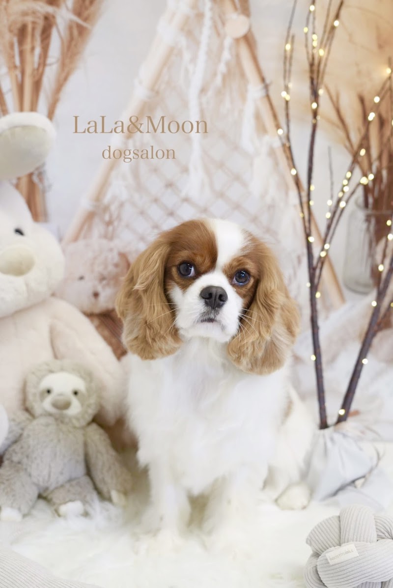 Dog Salon LaLa&Moon