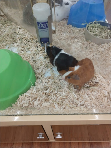 Pet Supply Store «Pet Supermarket», reviews and photos, 2649 E Gulf to Lake Hwy, Inverness, FL 34452, USA