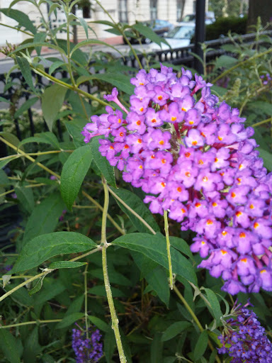 Art Museum «The Walters Art Museum», reviews and photos, 600 N Charles St, Baltimore, MD 21201, USA