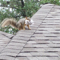 Urban Jungle Wildlife Removal - Photo 9 - Car repair in , League City
