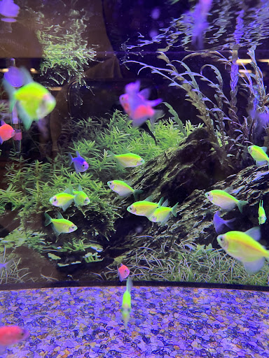 Pet Supply Store «Petco Animal Supplies», reviews and photos, 2722 N Josey Ln #107, Carrollton, TX 75007, USA