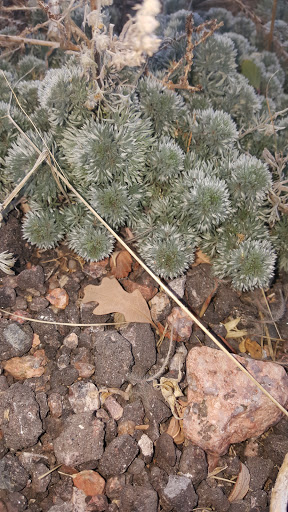 Private Golf Course «Kissing Camels Golf Course», reviews and photos, 4500 Kissing Camels Dr, Colorado Springs, CO 80904, USA