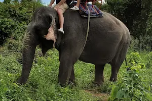 Elephant Camp Pattaya image