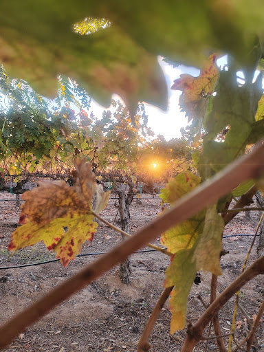 Lorimar Vineyards and Winery image