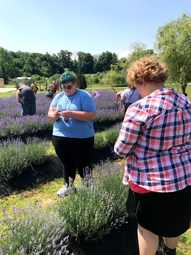 Tourist Attraction «Peaceful Acres Lavender Farm», reviews and photos, 2387 Co Rd 80, Martinsville, OH 45146, USA