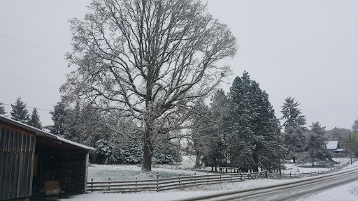 Grocery Store «Yoder Store At Yoder», reviews and photos, 32441 S Kropf Rd, Canby, OR 97013, USA