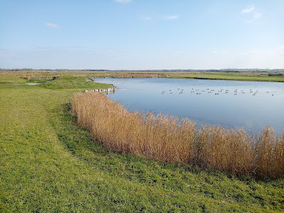 Hâble d'Ault à Cayeux-sur-Mer