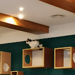 Photo n°3 de l'avis de Mario.r fait le 09/05/2024 à 14:30 sur le  Cat Café Miezhaus / Bielefeld à Bielefeld