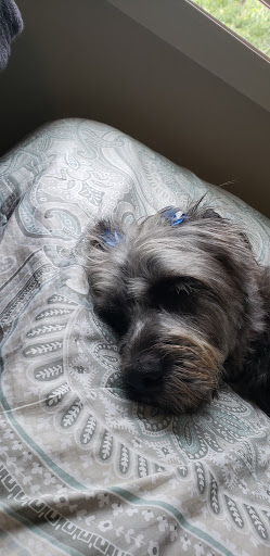 Pet Supply Store «Petco Animal Supplies», reviews and photos, 15660 SW Pacific Hwy, Tigard, OR 97224, USA