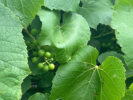 Winery «Winehaven Winery», reviews and photos, 10020 Deer Garden Ln, Chisago City, MN 55013, USA