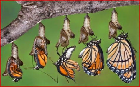 Wallshire Management Services 10 William St, Camborne TR14 8JQ, United Kingdom