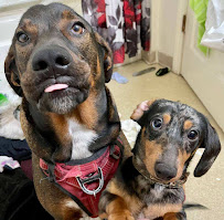 Fantastic Friends: Pet Solutions - Photo 4 - Car repair in , Boston