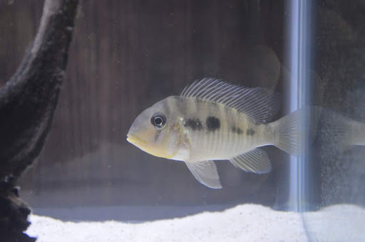 Tropical Fish Store «Aquastetics», reviews and photos, 354 E Main St, Fall River, MA 02724, USA