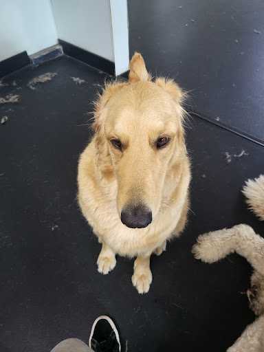 GOfetch image