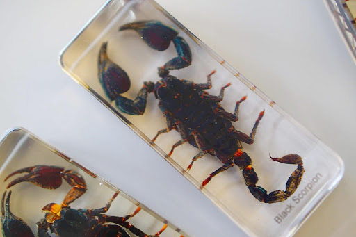 Explore bratz doll tattoo ideas, creative tattoo ideas in Clinton, available at Black Relic Tattoo