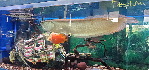 Tropical Fish Store «BB Fish and Pets», reviews and photos, 9226 Cypress Creek Pkwy, Houston, TX 77064, USA