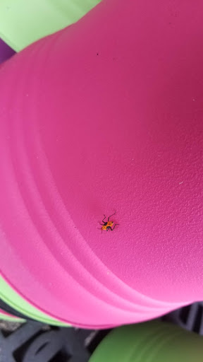 Hardware Store «Ace Hardware», reviews and photos, 3636 S Washington Ave, Titusville, FL 32780, USA