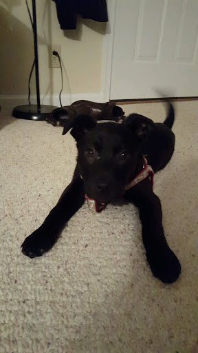 Kennel «Pampered Pets», reviews and photos, 601 Concord Ave, Charlottesville, VA 22903, USA