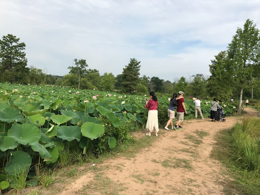 National Park «Kenilworth Park», reviews and photos, 1505 Ancostia Ave NE, Washington, DC 20019, USA