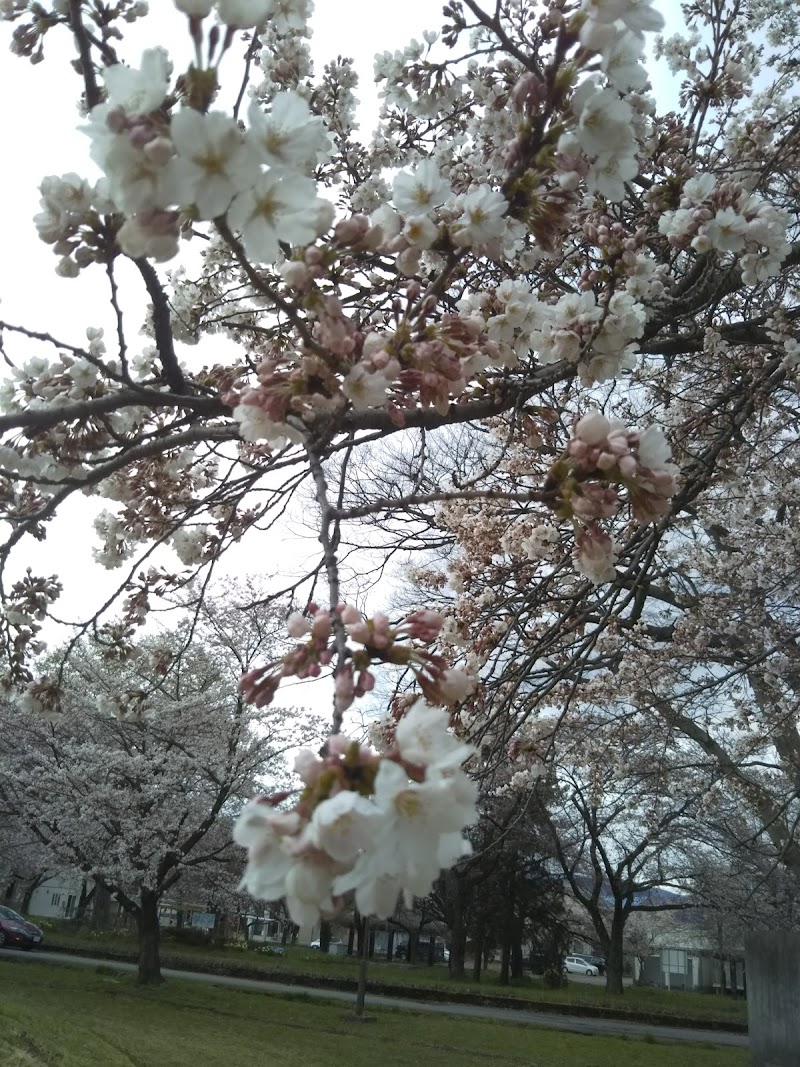 桜ガ丘公園
