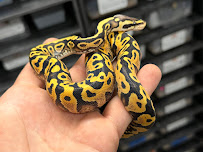 Tatom's Exotic Reptiles (Appointment Required) - Photo 7 - Car repair in Hurst, TX, Fort Worth