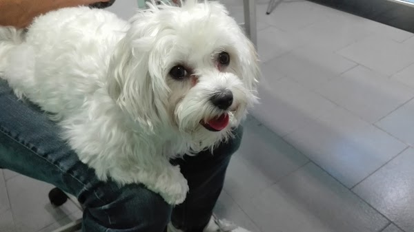Imagen de Ars Veterinaria (23 de 27)