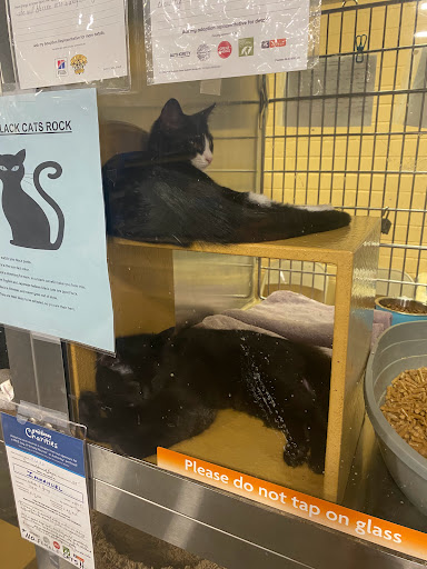 Pet Supply Store «PetSmart», reviews and photos, 2920 Little Rd, Trinity, FL 34655, USA