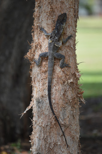 Travel Agency «About Australia», reviews and photos, 226 W Rector #1, San Antonio, TX 78216, USA