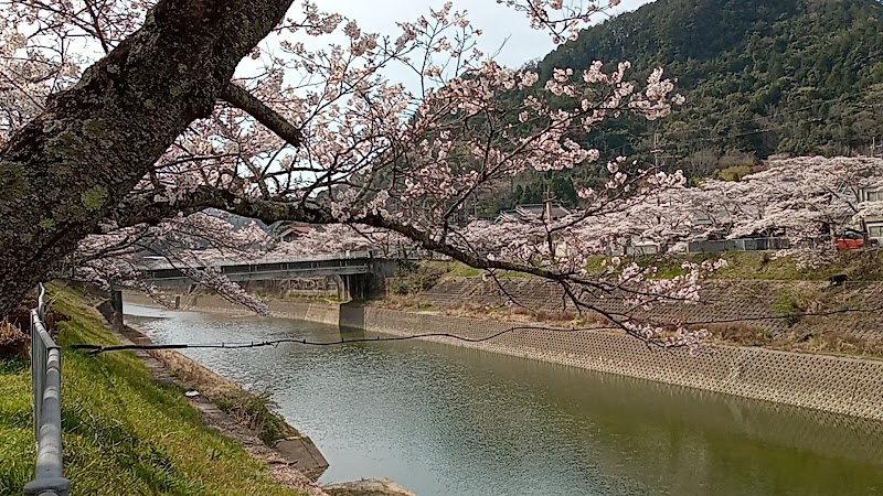衝原湖 桜