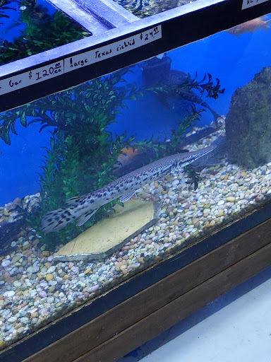 Pet Store «Jules Pet Shop», reviews and photos, 2214 N Milwaukee Ave, Chicago, IL 60647, USA