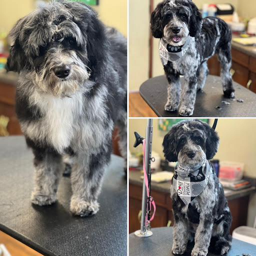 Pet Groomer «Doggie Doos By Amy Lou», reviews and photos, 132 2nd St NE, New Philadelphia, OH 44663, USA