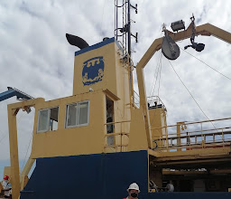 CARNES HEREFORD VIÑEDOS 1984. photo