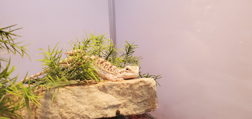 Pet Supply Store «Pet Supermarket, Inc.», reviews and photos, 1052 Peachtree Industrial Blvd, Suwanee, GA 30024, USA